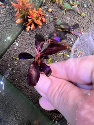 Bucephalandra Black Angel Rare Live Aquarium Plant | eBay