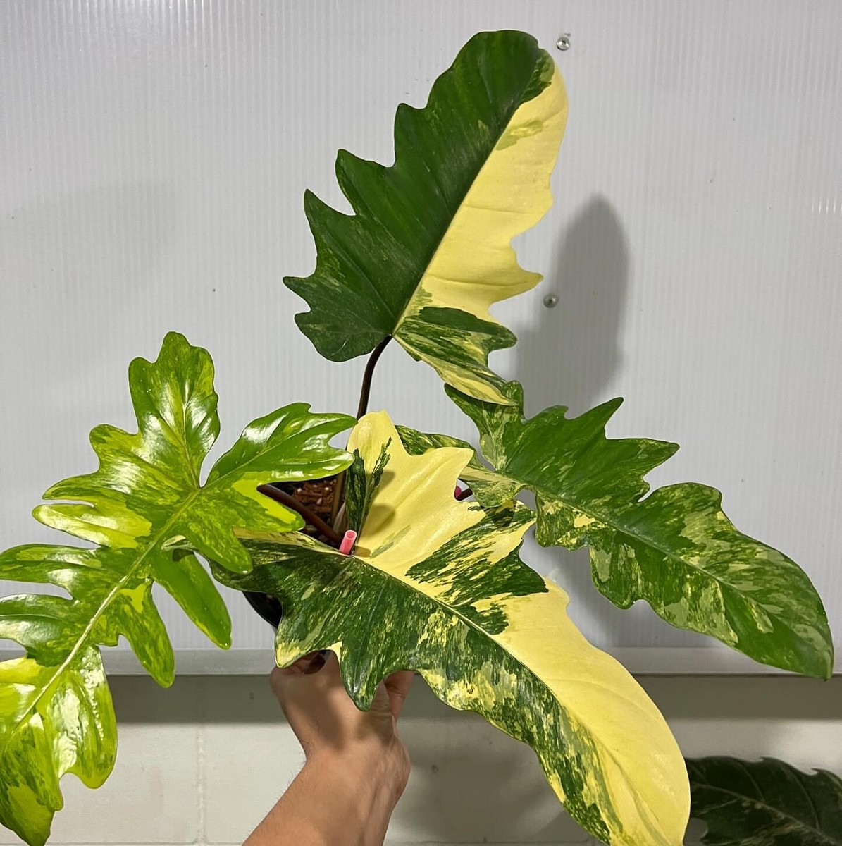 Philodendron Florida Beauty X mayoi - 1leaf - variegated plant