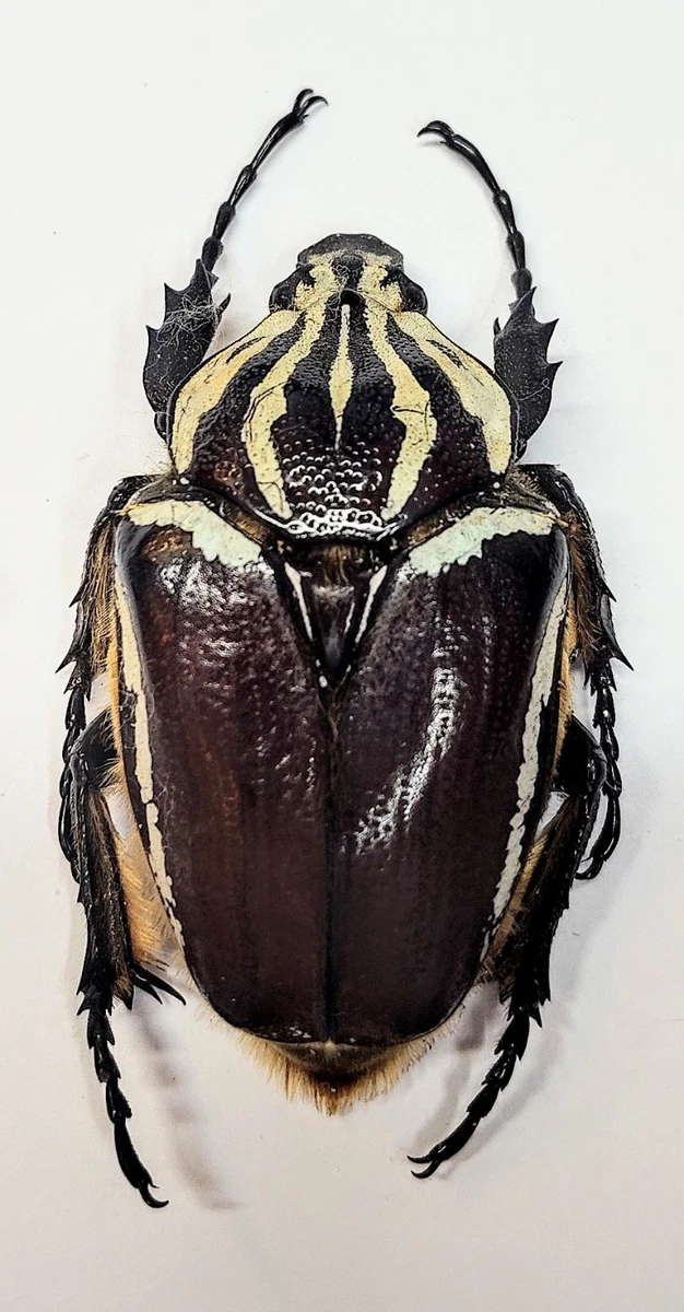 標本 Cameroon Goliathus goliathus 79mm 標本 Cameroon Goliathus