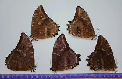 標本 Peru Morpho teseus juturia 122mm 標本 Peru Morpho teseus