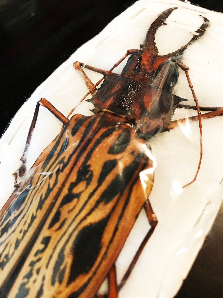 標本 Peru Macrodontia cervicornis 106mm 標本 Peru Macrodontia