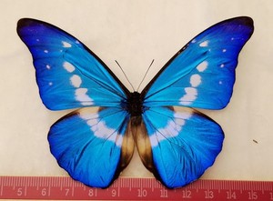 Morpho Helena | eBay