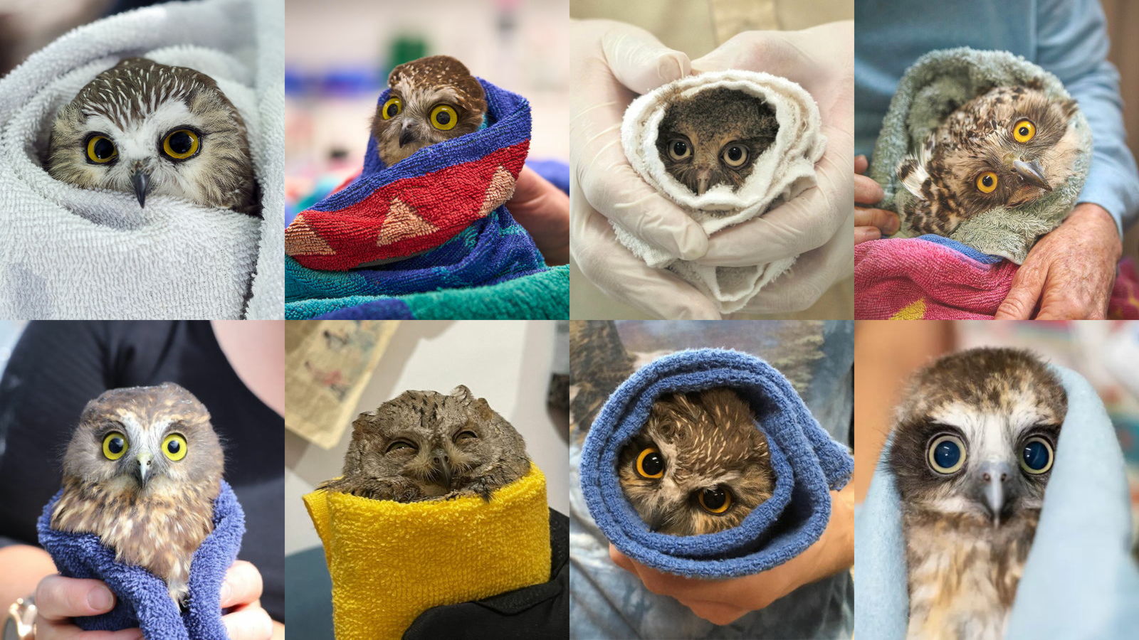 タオルに包まれたかわいいフクロウの写真集サイト「Owls in Towels」が