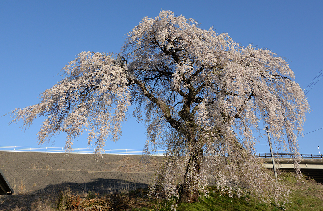 11. 上竹の桜（御殿の桜） | 花さんぽ | 二本松市観光連盟