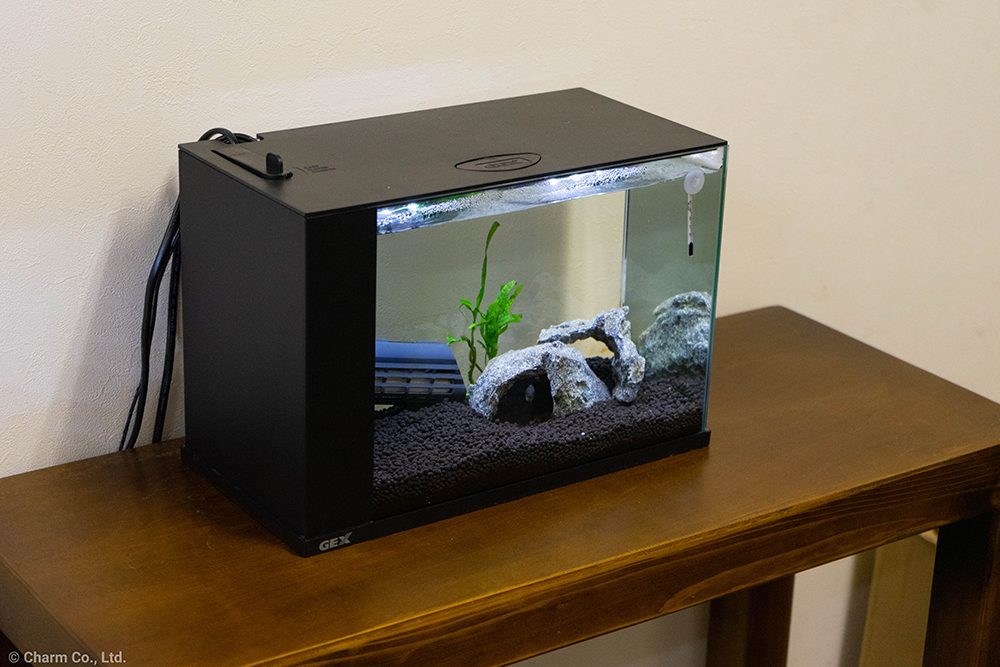 GEX ラクテリア つかってみた。 – Charm Blog