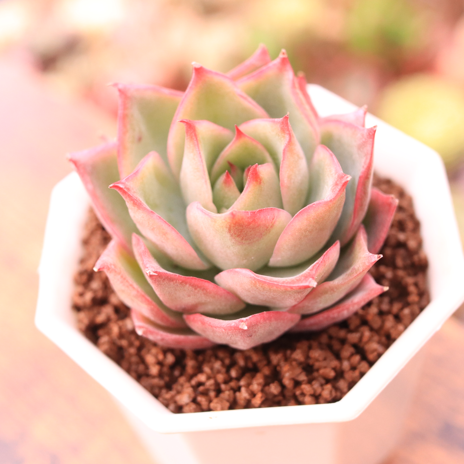 エリキュラミス】の紹介ページ｜E-TANIKU（イータニク）