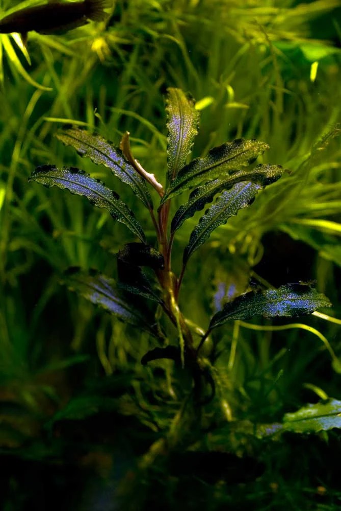 ブセファランドラ sp. クダガン - 熱帯魚・水草 ナチュラ