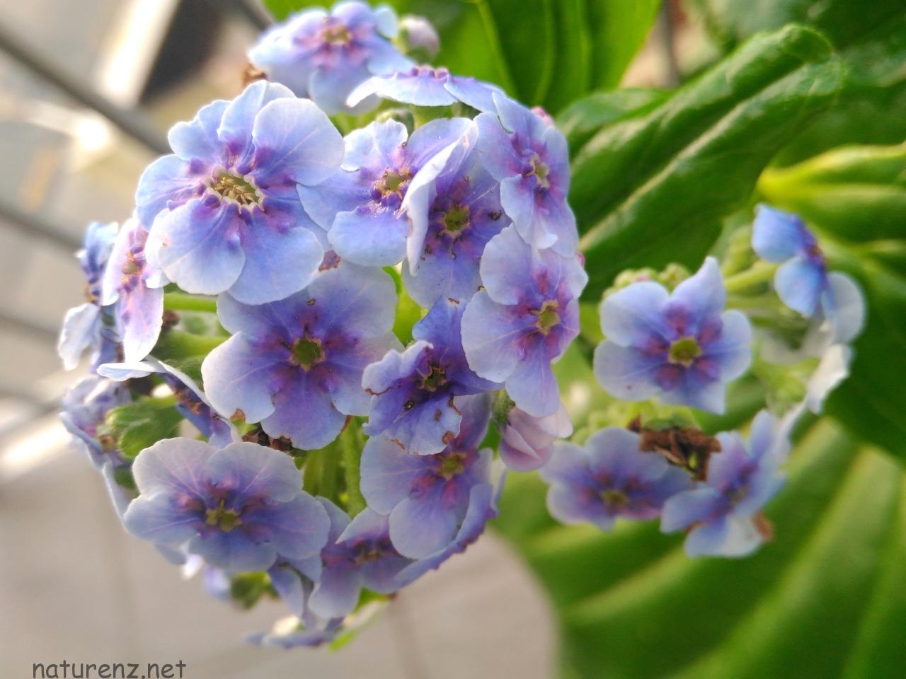 ニュージーランドの離島にだけ生きる、幻の「忘れな草」が咲いた