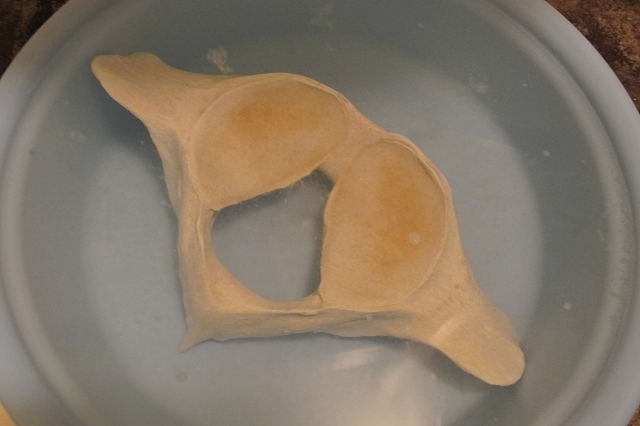 拾ったクジラの骨を、洗浄・漂白して標本にした方法の紹介 | 海獣記