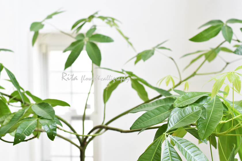 パラソルみたいなパキラ | Rita Flower&Calligraphy