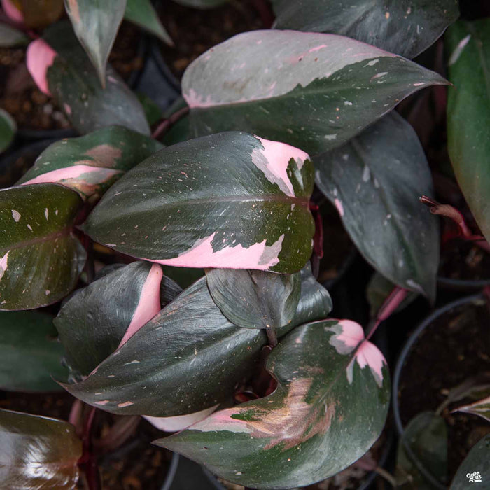 Philodendron 'Pink Princess' — Green Acres Nursery & Supply