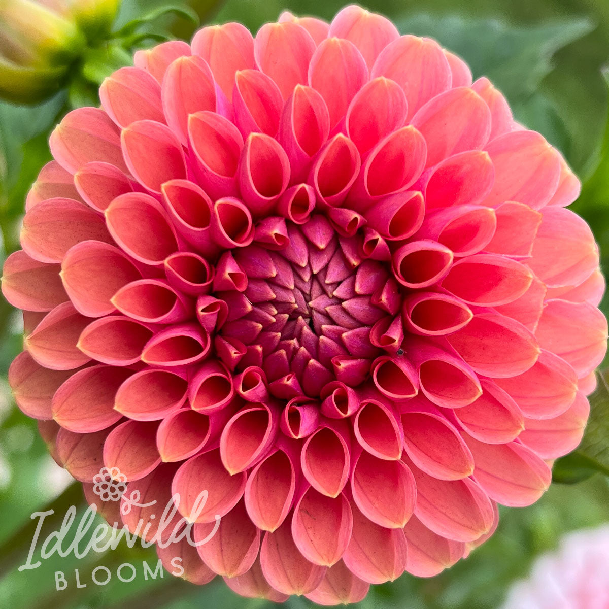 Narrows Erica Dahlia Tuber | Narrows Erica Flower Bulb