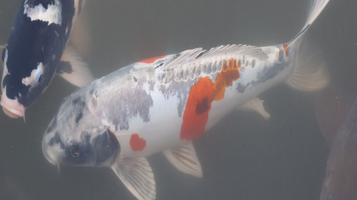 福崎町の話題沸騰！「ハートの人面魚」がついに全国ネットへ。フジ