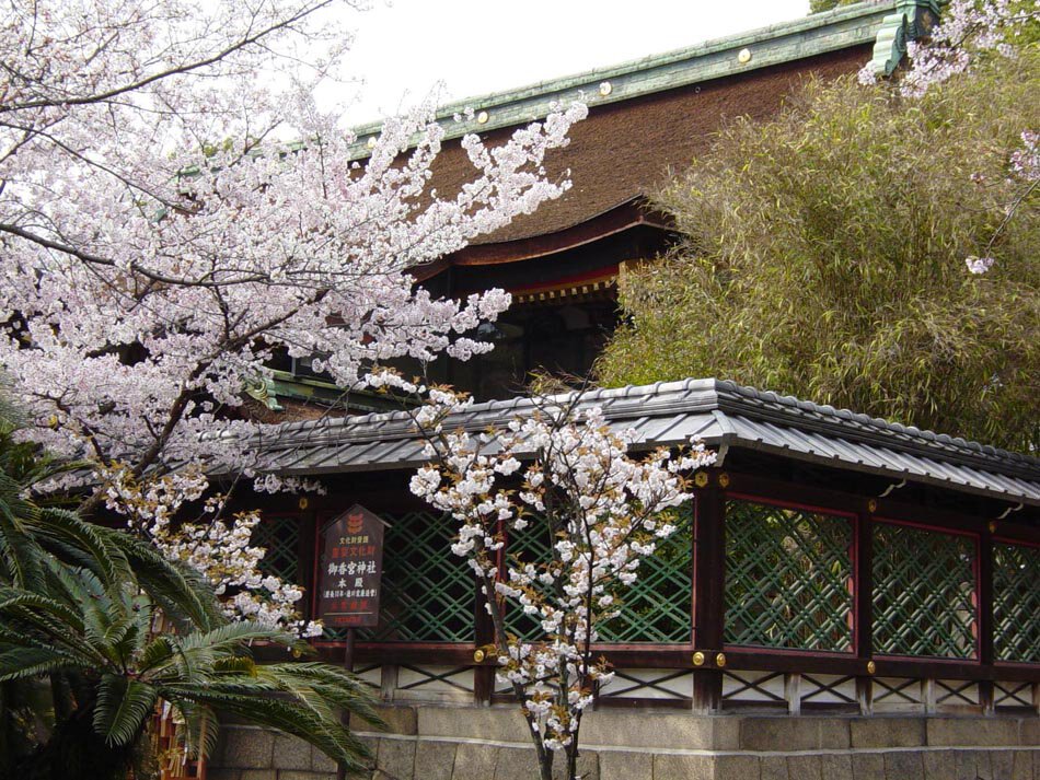 御香宮神社の桜（京都市伏見区） - お花見2026 - ウォーカープラス