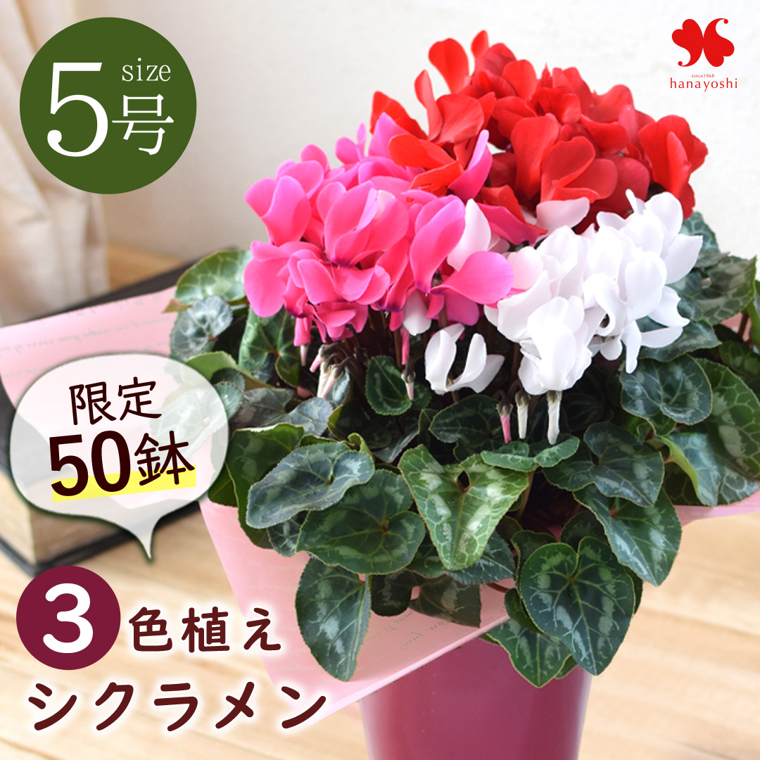 バイヤーセレクト 鉢植え シクラメン 3色植え 5号鉢 ※寒冷地は不可