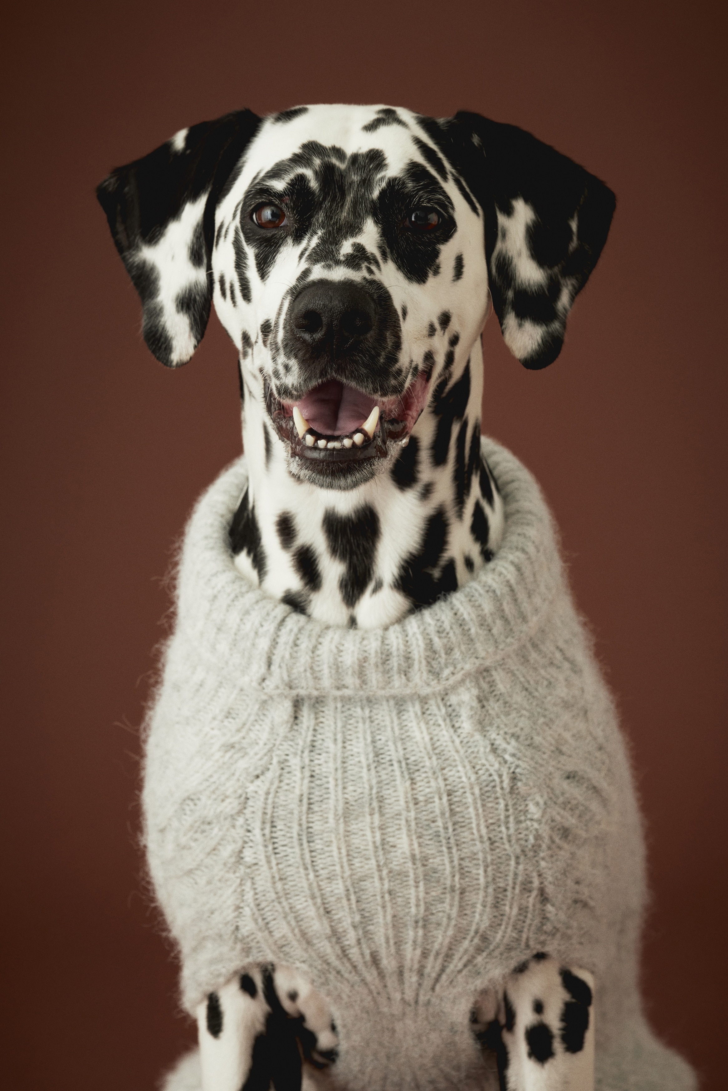 Cable-Knit Dog Sweater - Light gray melange - Men | H&M US