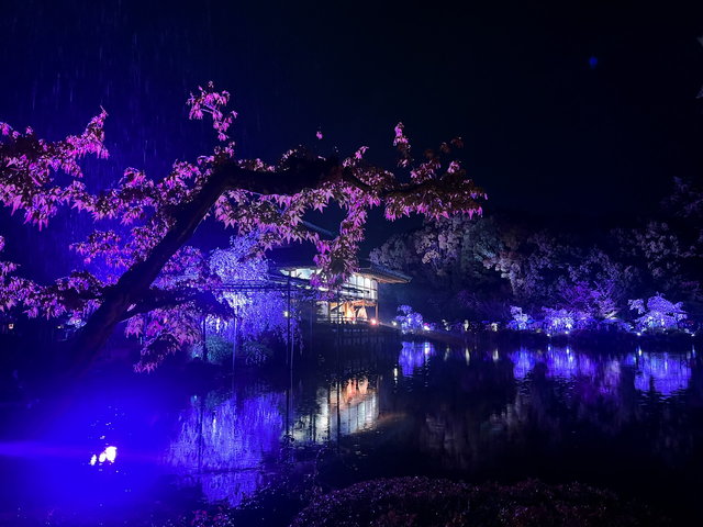 夜桜を千年の時を超える音色と共に『平安神宮 桜音夜 2023』 - Kyotopi