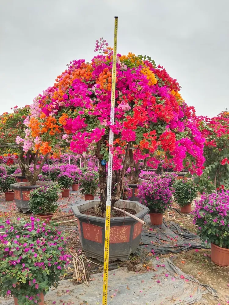 ブーゲンビリア・スペクタビリス・盆栽・生きた植物 - 中国