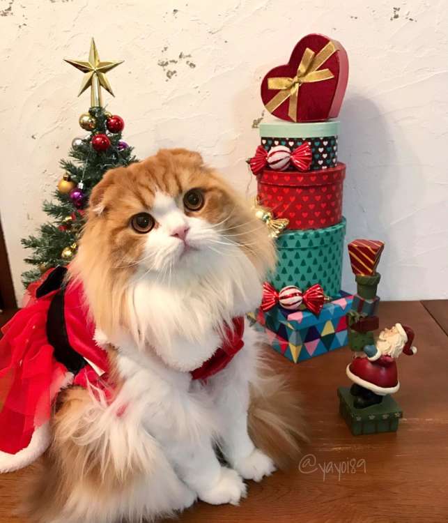 人気インスタグラマーさんが教えてくれた！ 愛猫と一緒にクリスマスを