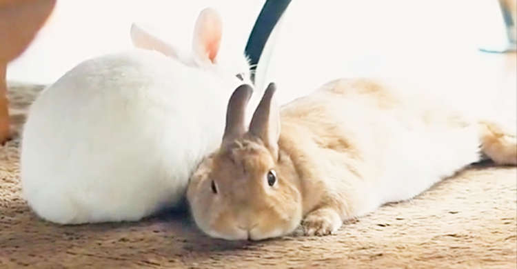 あなたの隣が定位置なの♡】白うさぎくんを見つけた茶うさぎちゃん