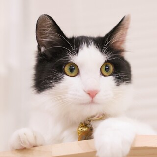 子猫☆中毛ハチワレ☆富士」愛知県 - 猫の里親募集(473284) 1枚目の