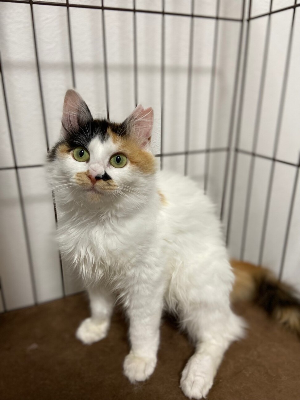 見た目は天使な長毛三毛猫」茨城県 - 猫の里親募集(488188) 2枚目の