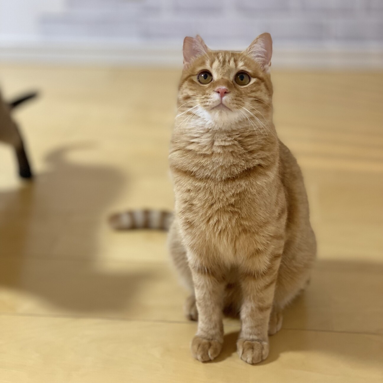 おっとり茶トラの男の子」滋賀県 - 猫の里親募集(508101) :: ペットの