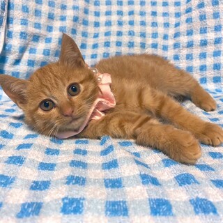 珍しい茶トラの女の子」福島県 - 猫の里親募集(529204) :: ペットの