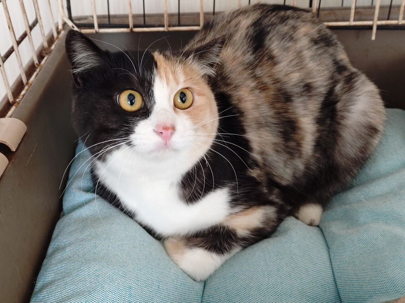 めずらしい色みの三毛猫 」東京都 - 猫の里親募集(534481