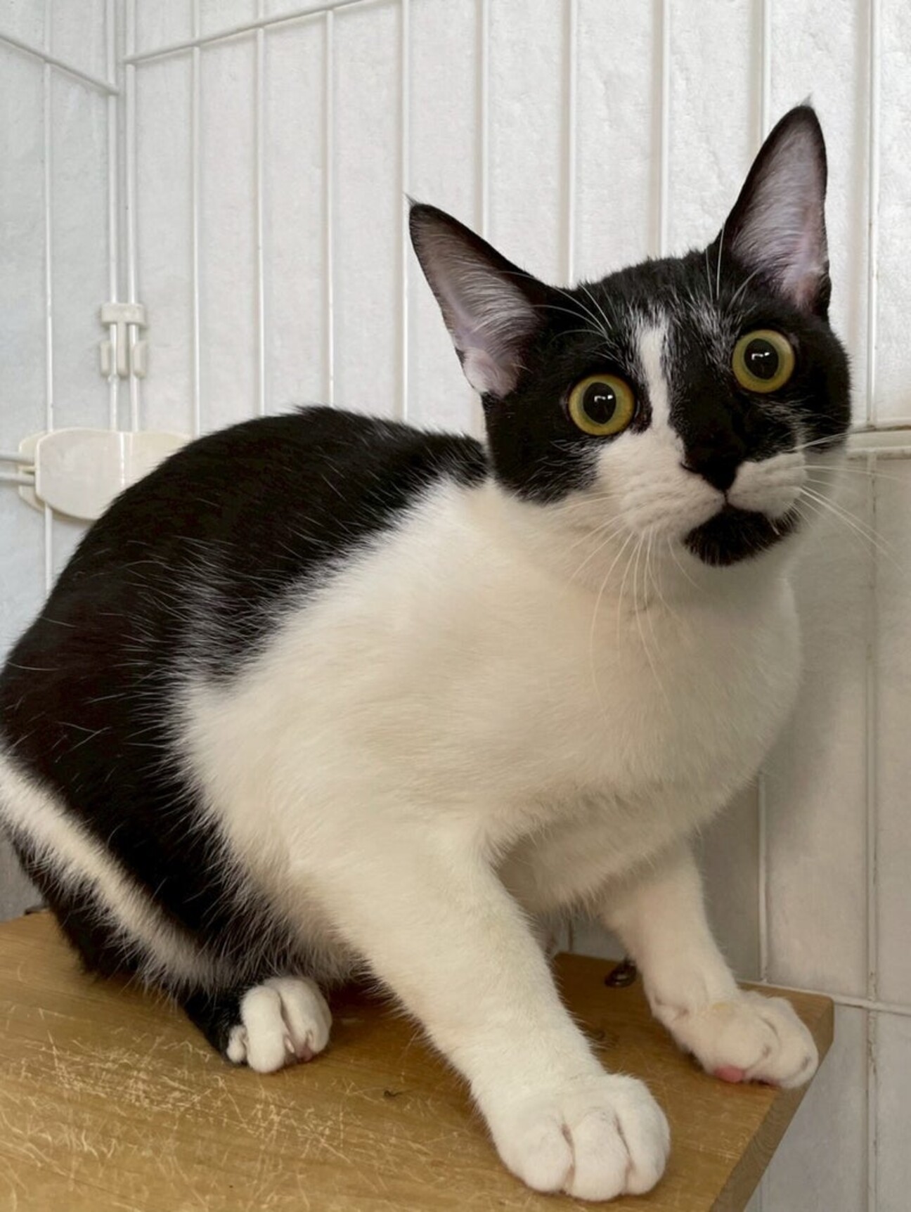 コットンくん♂@約9ヶ月」東京都 - 猫の里親募集(536361) :: ペットの