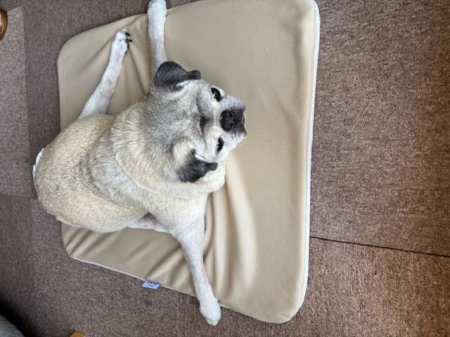 口コミ・レビュー｜エクスジェルマット (犬 床ずれ予防)｜ 介護用