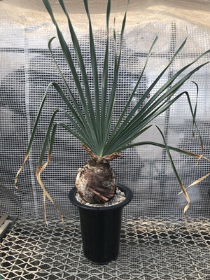 ブーファン | X−PLANTS