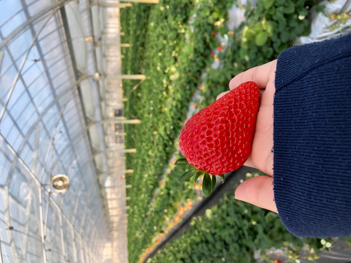 いちご(15個入り） | 磯山観光いちご園