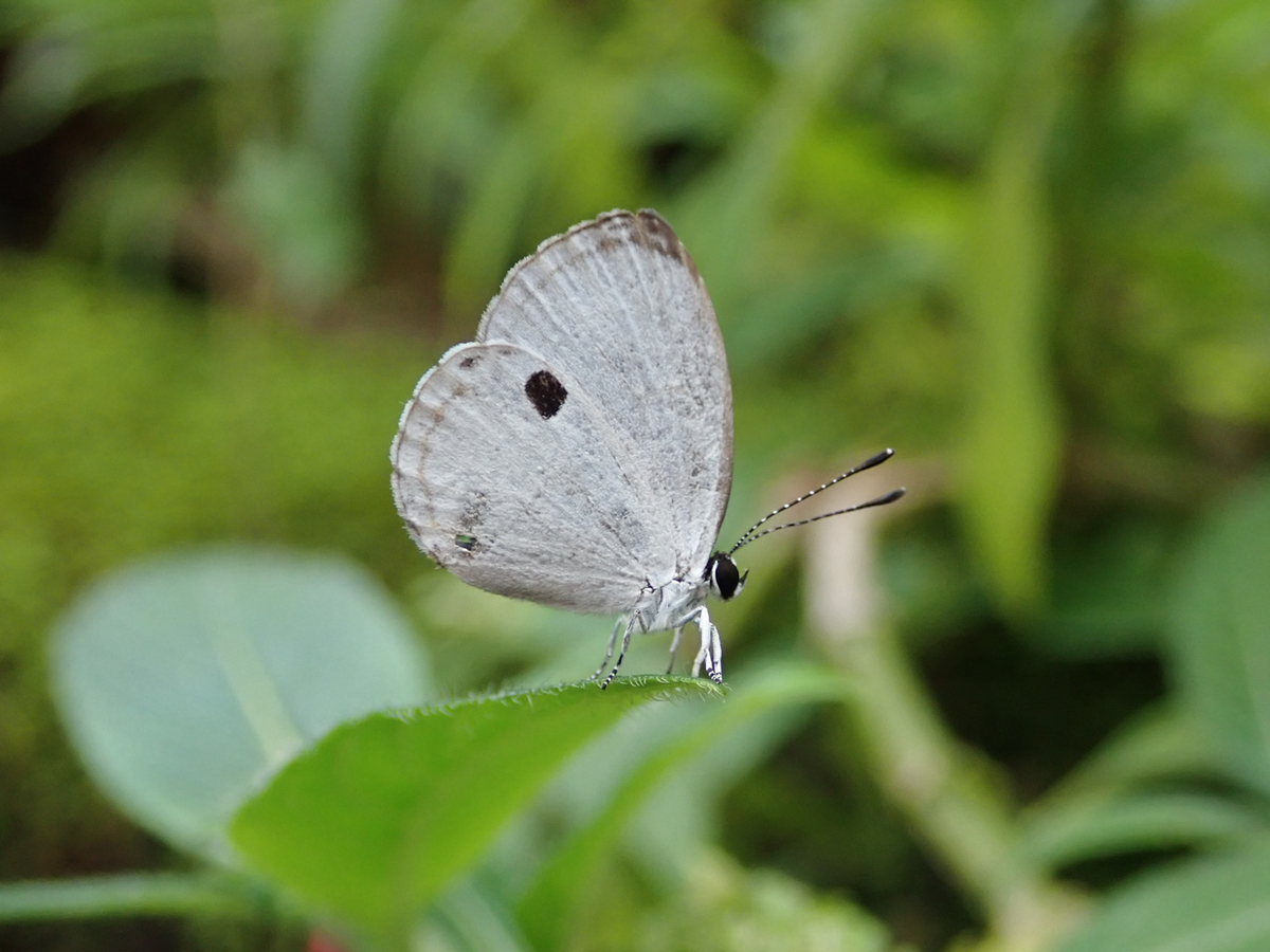 生物園オリジナル】ゼツメツキグシュ缶バッジ 2個入り | 生物園