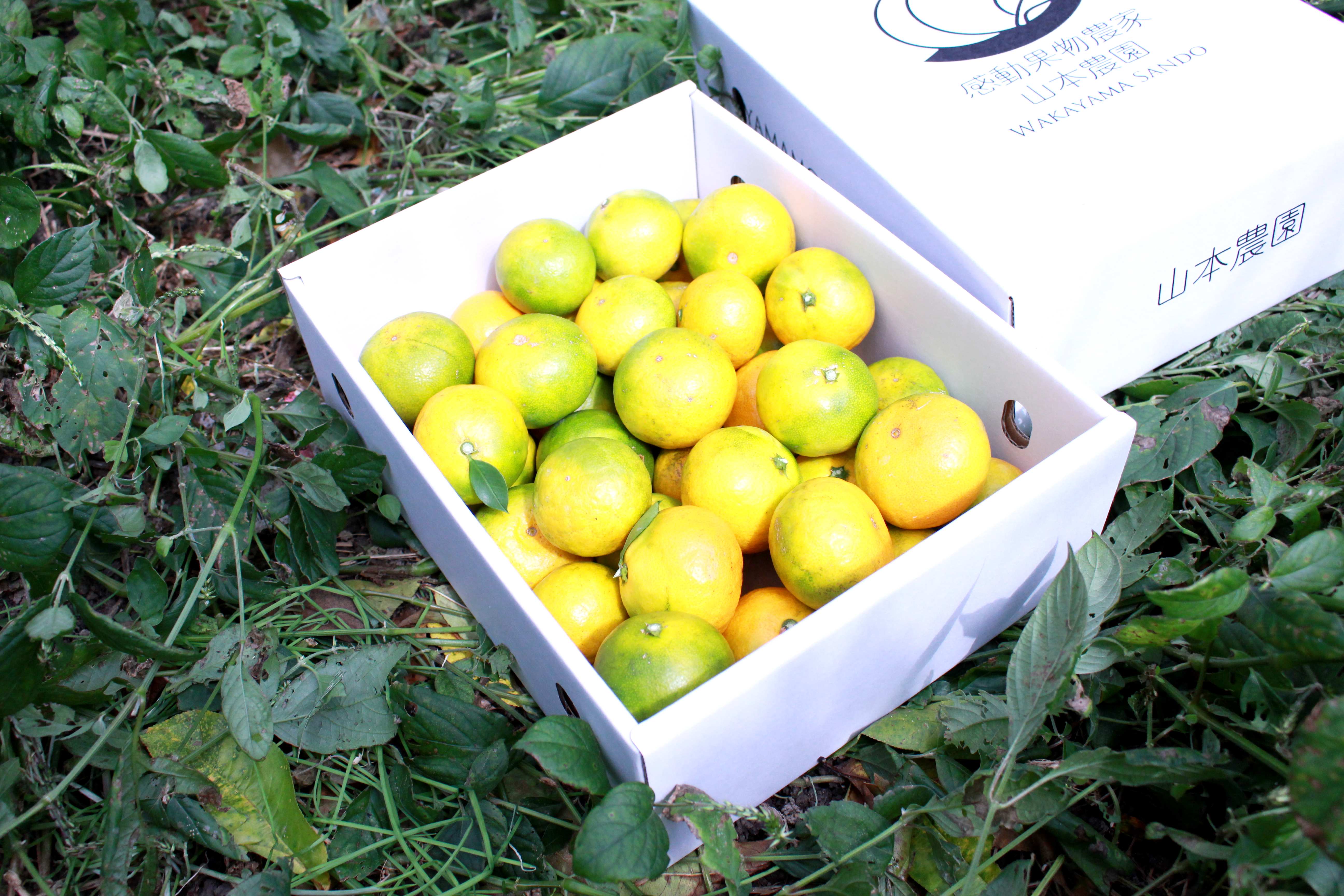 完売9月下旬～10月上旬発送約2.8kg 感動極早生みかん(YN26)2S-Mサイズ