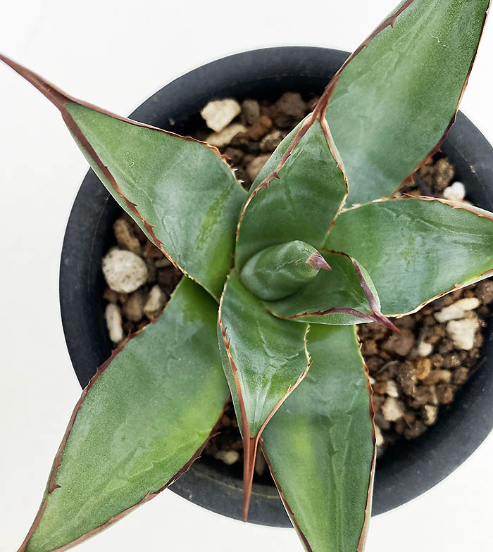 AGB33 アガベ アリゾニカ 丸葉 AGB33 アガベ アリゾニカ 丸葉 AGB33