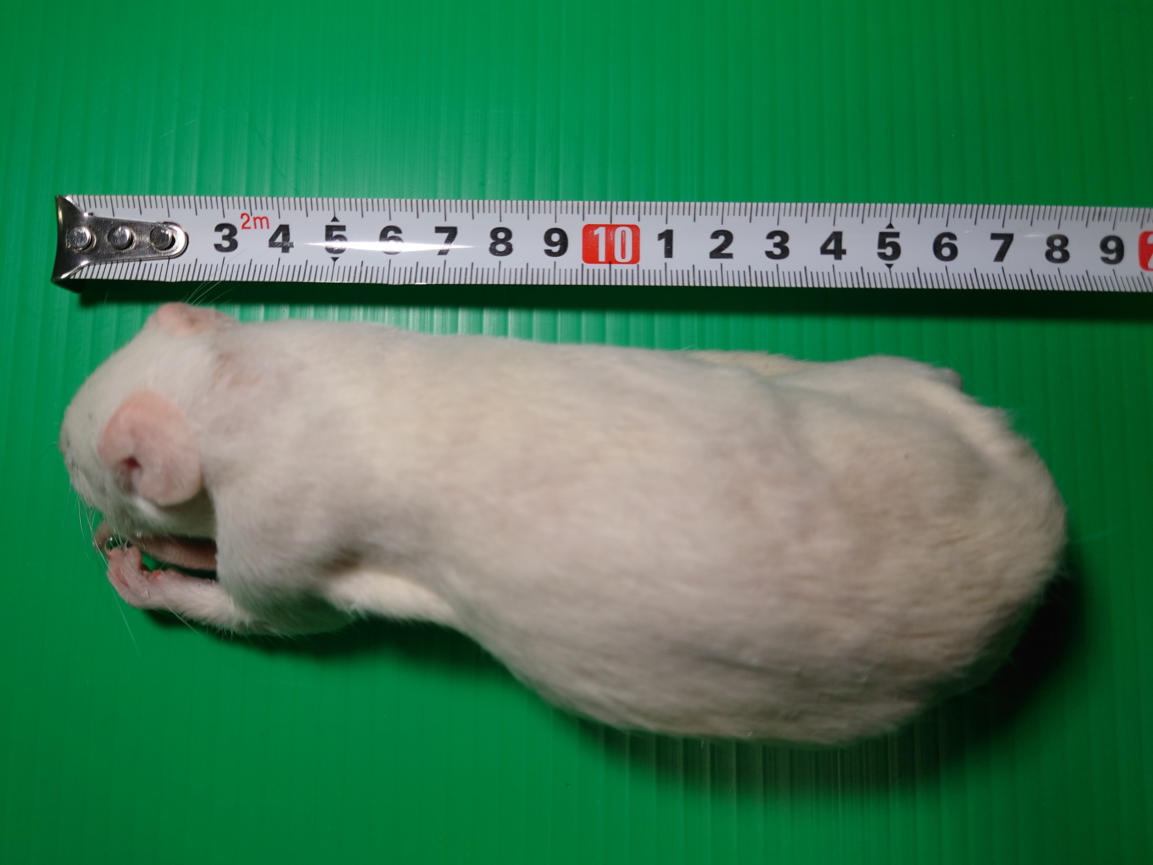 冷凍ラット Mサイズ | スコープ