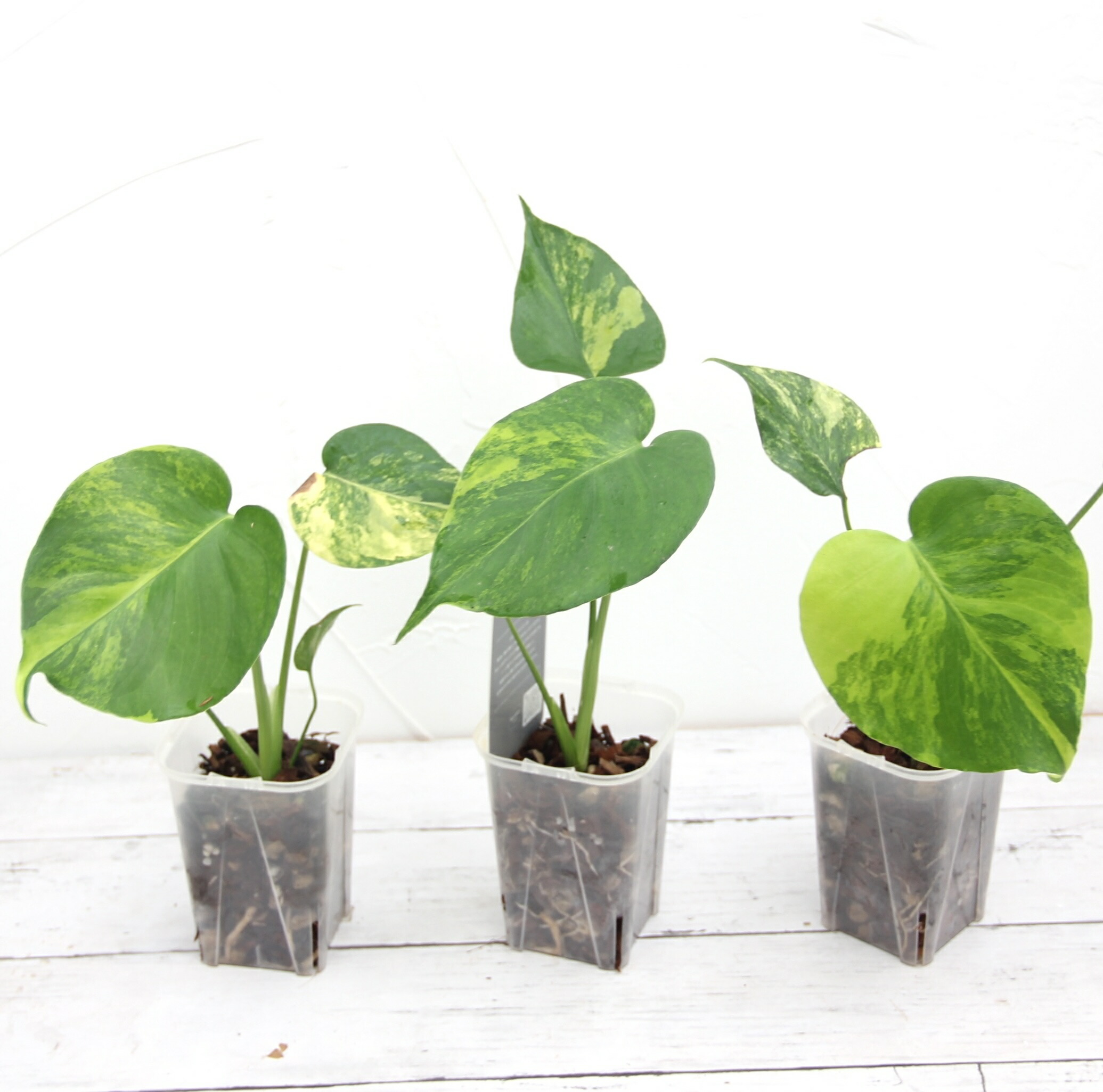 楽天市場】『モンステラ イエローマリリン』観葉植物 黄斑 3号ポット鉢