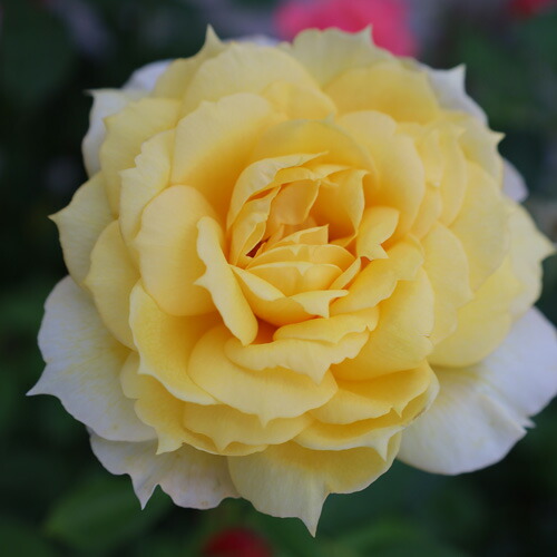 バラ苗(予約販売) 【サニーアンティーク】 2年大株苗 4号鉢