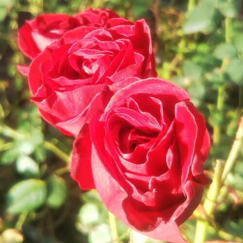 バラ苗(予約販売) 【レッドピノキオ】 2年大株苗 4号鉢 （フロリバンダ