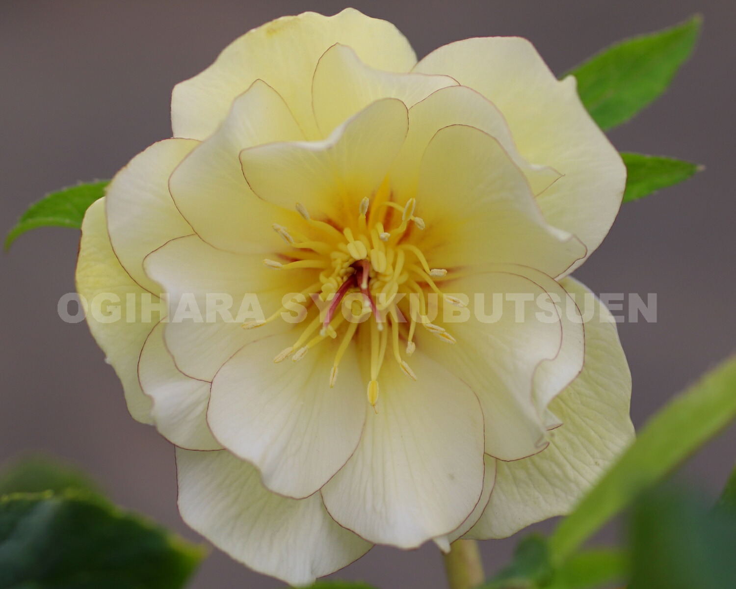 楽天市場】クリスマスローズ ゴールド ダブル系 （実生小苗） : お