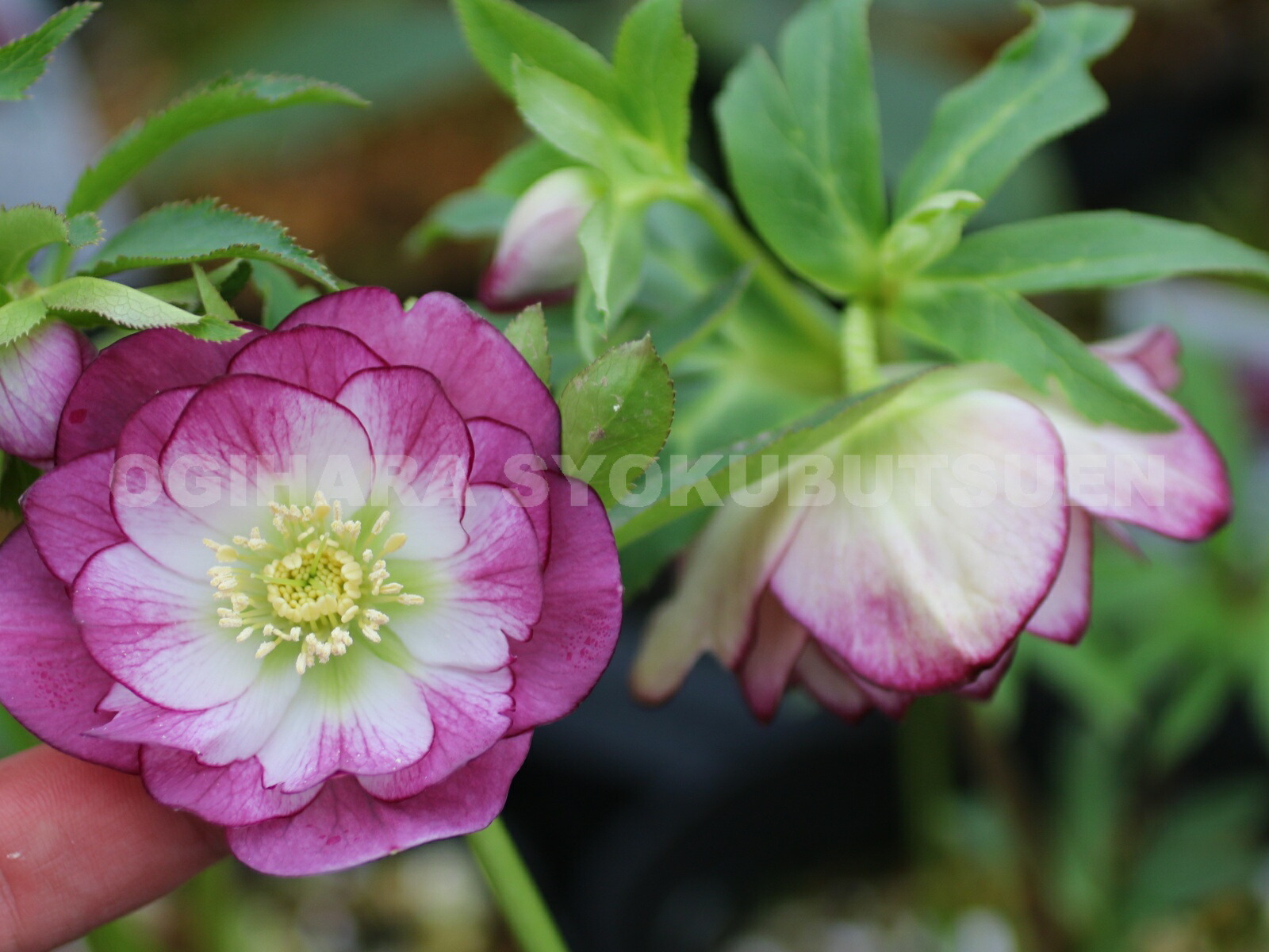 楽天市場】クリスマスローズ リバーシブル ダブル 大苗 : おぎはら植物園