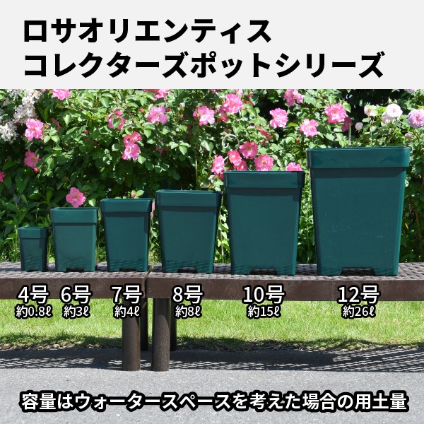 8角×5鉢セット】プレミアローズセレクション【8号角深鉢5鉢セット