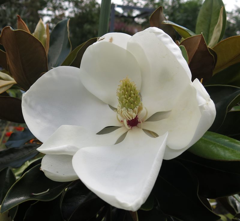 楽天市場】【現品/K420】四季咲きタイサンボク リトルジェム 泰山木