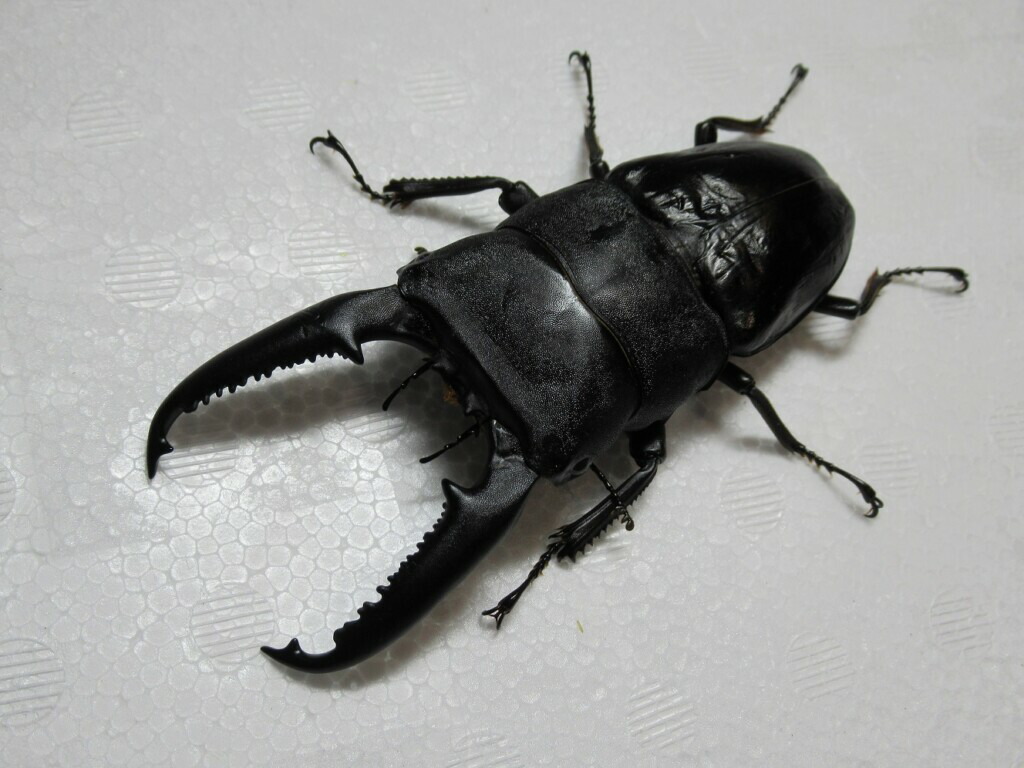 DDA ism 楽天市場店