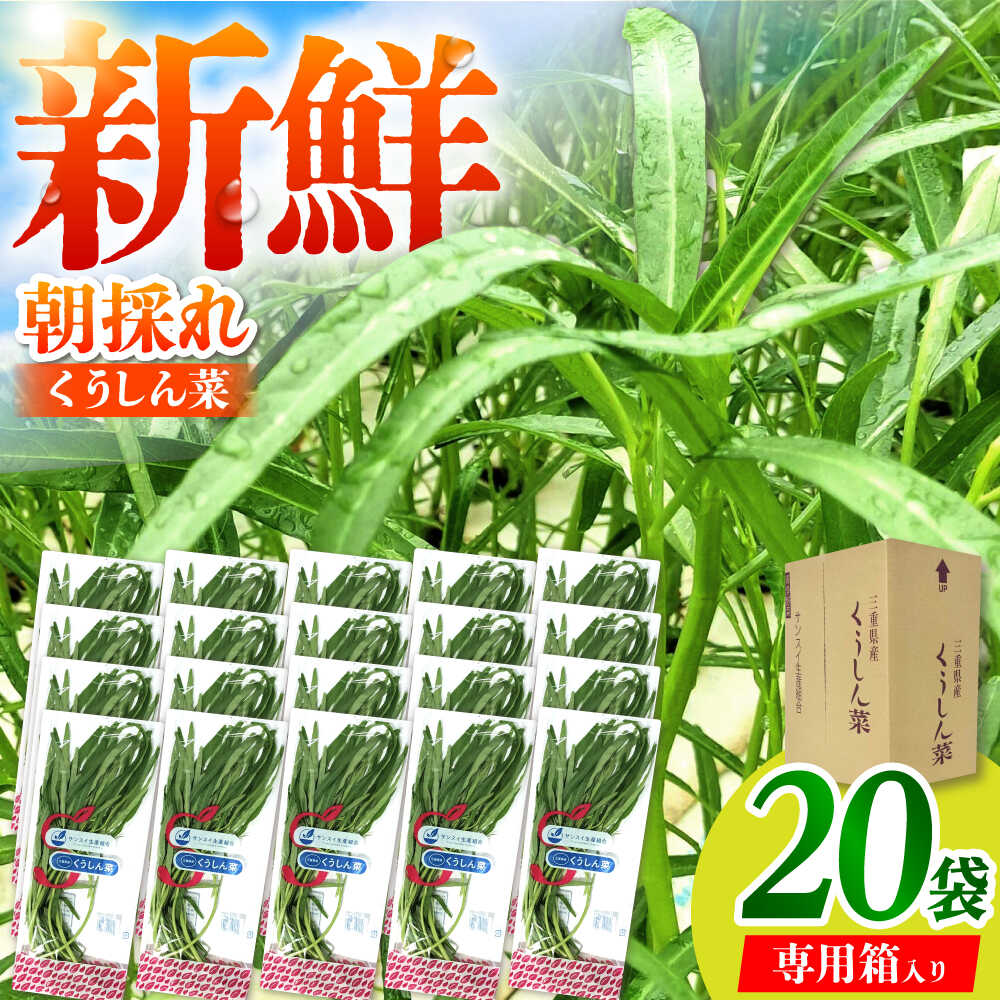 楽天市場】【ふるさと納税】新鮮朝採れ くうしん菜 大容量パック 20袋