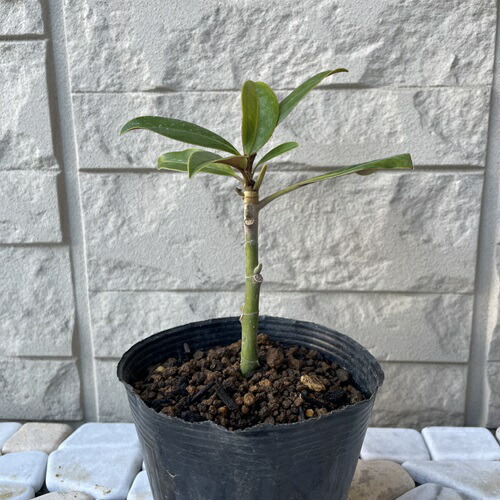 楽天市場】タイサンボク ケイパレス 苗木 3.5号ポット 挿し木苗 苗木