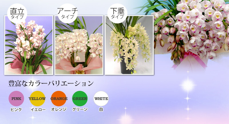 ☆シンビジューム☆マリー・ローランサン☆ストレート型☆8号鉢☆3F☆入手困難☆ シンビジューム 『マリーローランサン』 3F 商品詳細 胡蝶蘭【グリーン