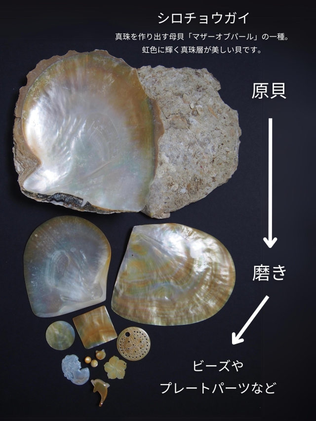 Meyo 7175 貝殻10点 Meyo 7175 貝殻10点 Meyo 7175 貝殻10点 Amazon.co