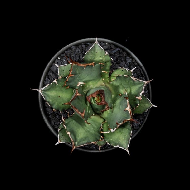 yuki】アガベ オテロイ 種子 姫厳竜×黒火焔 30粒 アガベ チタノタ 姫厳龍